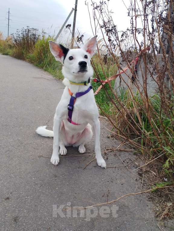 Собаки в Санкт-Петербурге: Очень красивая и добрая собака ищет дом Девочка, Бесплатно - фото 9
