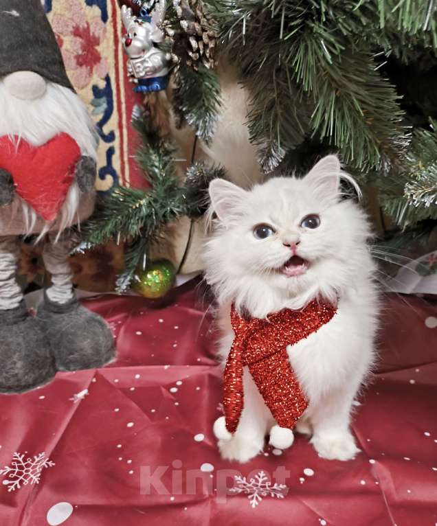 Кошки в Москве: Голубая золотая шиншилла пойнт Мальчик, 40 000 руб. - фото 1