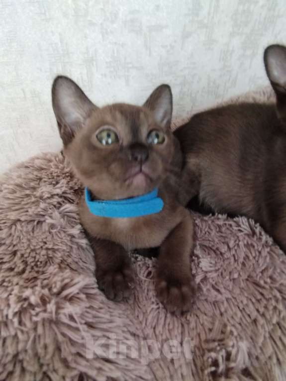 Кошки в Ковровом: Флер де лилу Венеция Девочка, 25 000 руб. - фото 8