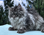 Кошки в Москве: Котёнок мейн-кун мальчик Veyron Lexy — глаза цвета неба и шерсть, в которую хочется зарыться Мальчик, 135 000 руб. - фото 2