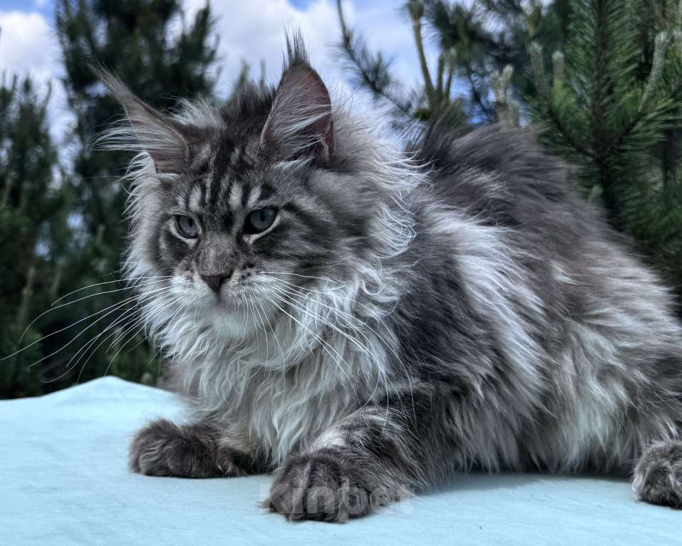 Кошки в Москве: Котёнок мейн-кун мальчик Veyron Lexy — глаза цвета неба и шерсть, в которую хочется зарыться Мальчик, 135 000 руб. - фото 2