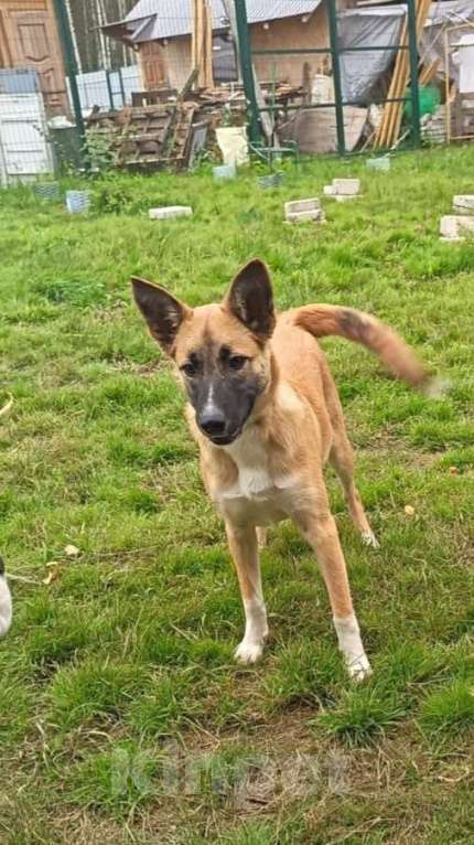 Собаки в Москве: Щенок фенотип овчарки малинуа Алиса в добрые руки Девочка, 1 руб. - фото 6