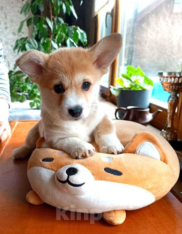 Собаки в других городах Ленинградской области: Продажа  щенков вельш корги пемброк Разнополые, 70 000 руб. - фото 2