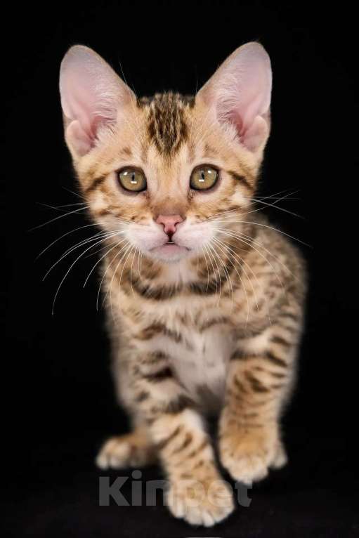 Кошки в Екатеринбурге: Бенгальская девочка Девочка, 50 000 руб. - фото 3