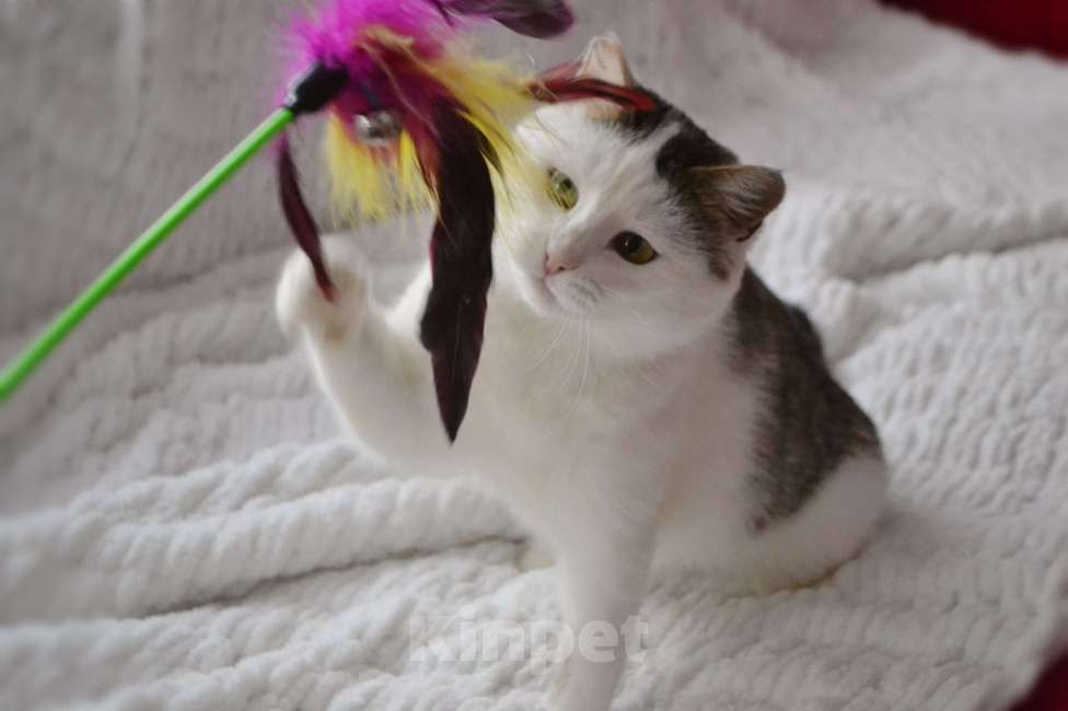 Кошки в Москве: Шарлотта Девочка, Бесплатно - фото 8