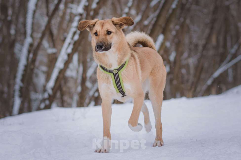Собаки в Москве: Нанами Девочка, Бесплатно - фото 6