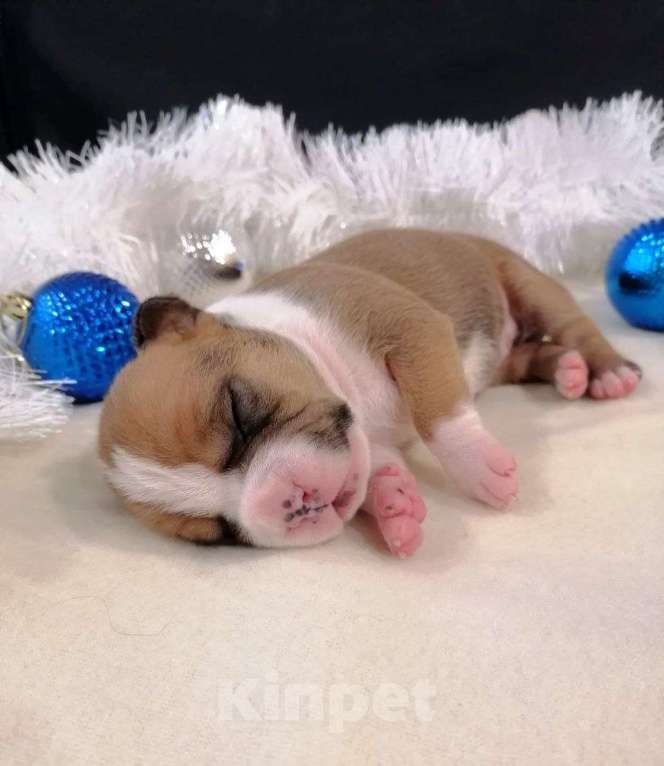 Собаки в Москве: Шикарная девочка амстаффа  Девочка, 40 000 руб. - фото 1