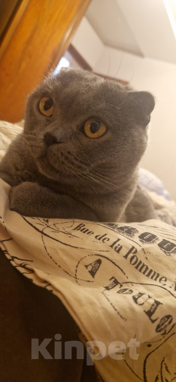 Кошки в Самаре: Кошечка в добрые руки Девочка, Бесплатно - фото 1