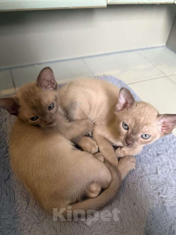 Кошки в Санкт-Петербурге: Бурманский  котенок ( Шампань -эксклюзив) Мальчик, 35 000 руб. - фото 6