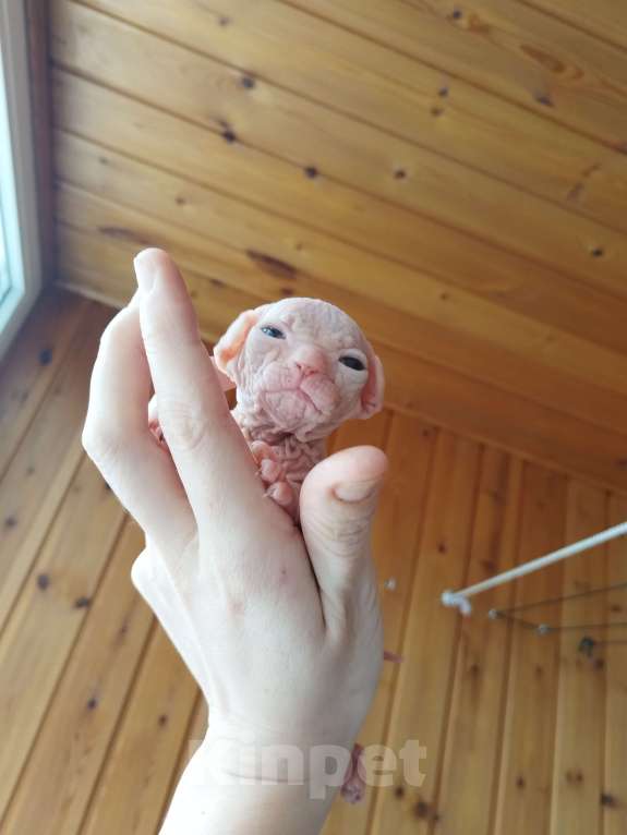 Кошки в Кировске (Мурманская область): Канадский сфинкс котята Мальчик, 50 000 руб. - фото 2