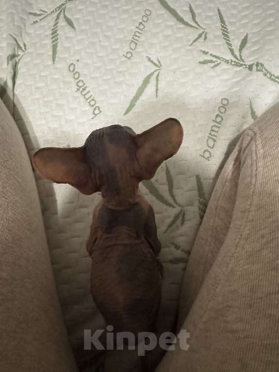 Кошки в Новосибирске: Канадский сфинкс девочка Девочка, 11 000 руб. - фото 1