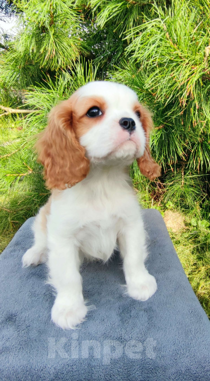 Собаки в Санкт-Петербурге: Красивый мальчик Кавалер Кинг Чарльз спаниель  Мальчик, 75 000 руб. - фото 2