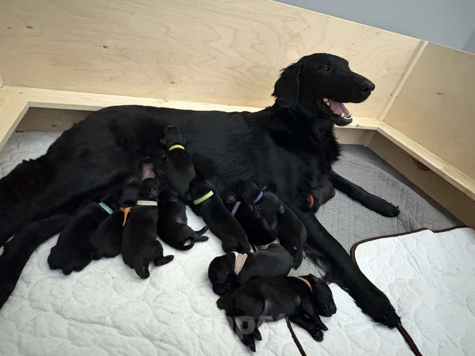 Собаки в Москве: Бронируем щенков прямошерстного ретривера Мальчик, 75 000 руб. - фото 4