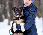 Собаки в Москве: Молодой, домашний песик в добрые руки Мальчик, Бесплатно - фото 2