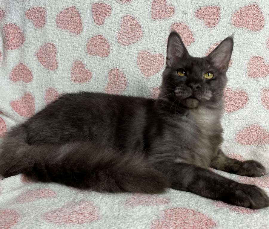 Кошки в Дмитрове: черный дымчатый мальчик мейн кун Maybach Мальчик, 20 000 руб. - фото 4