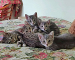Кошки в Москве: Очень красивые котята, мальчики и девочки в добрые руки Мальчик, 10 руб. - фото 1