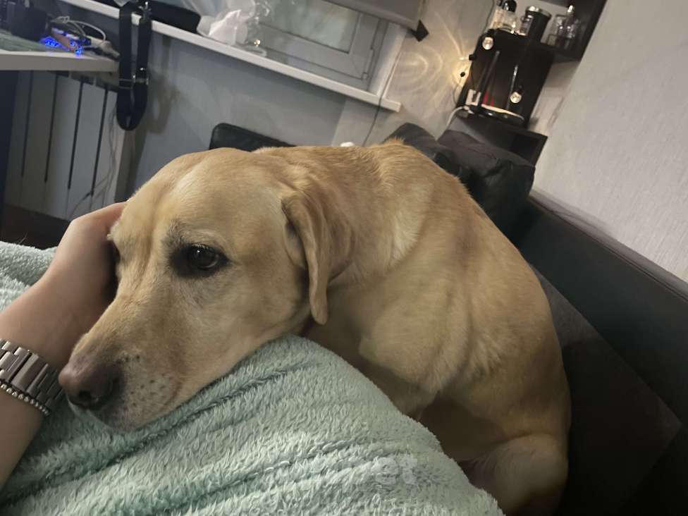 Собаки в Люберцах: В добрые руки  Девочка, Бесплатно - фото 5