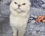 Кошки в Грозном: Котята Мальчик, 30 000 руб. - фото 3