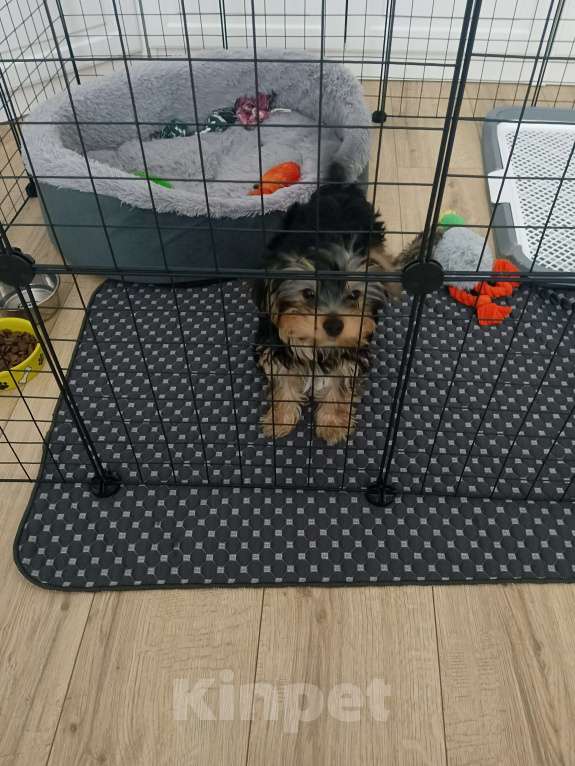 Собаки в Кирове: Продаю щенка йорка, 3 месяца Мальчик, 15 000 руб. - фото 4