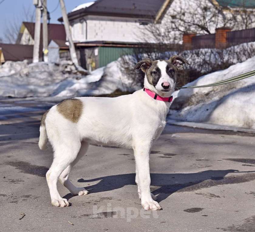 Собаки в Москве: Белый щенок с розовым носиком Девочка, Бесплатно - фото 4