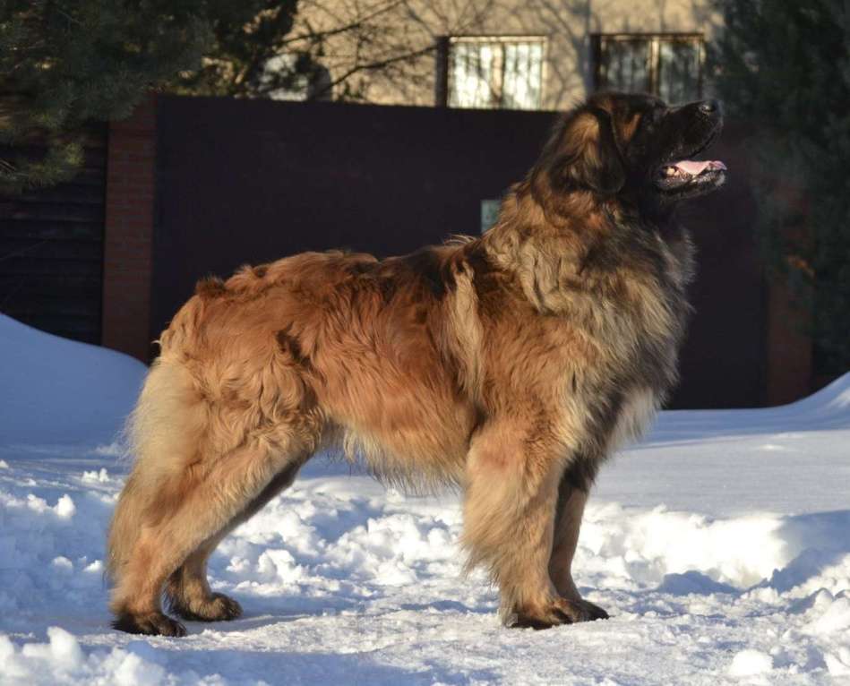 Собаки в других городах Московской области: Ария Прайд Есаул Мальчик, 150 000 руб. - фото 3