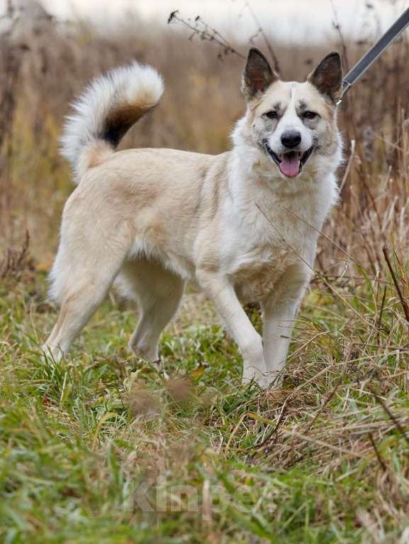 Собаки в Москве: Эльза, принцесса из приюта Девочка, 1 руб. - фото 5
