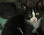 Кошки в Сосновом Бору: Котенок Мальчик, Бесплатно - фото 7
