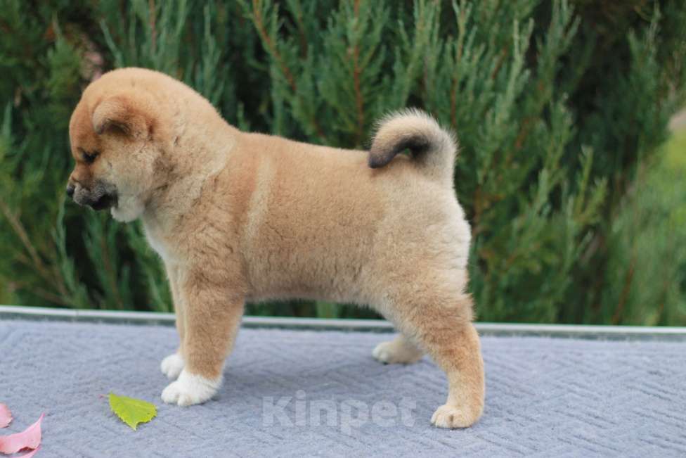 Собаки в Сергиеве Посаде: Сиба Ину девочка Девочка, 60 000 руб. - фото 2