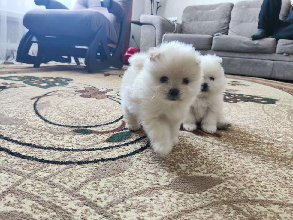 Собаки в Тюмени: Мальчик шпиц Мальчик, 25 000 руб. - фото 2