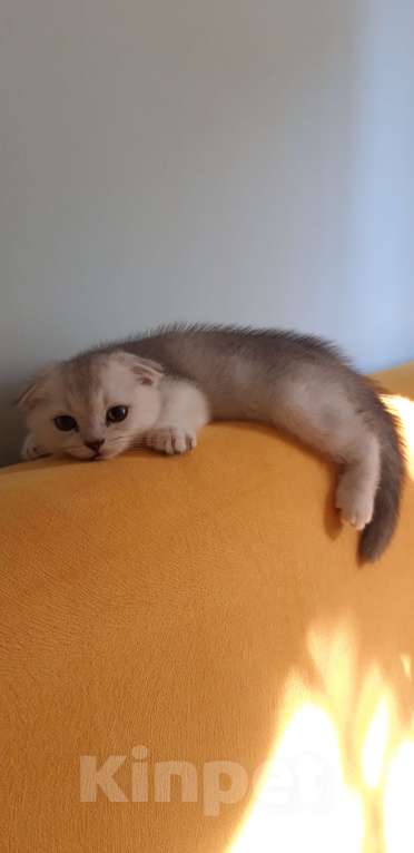 Кошки в Челябинске: Голубой шотландец Мальчик, 25 000 руб. - фото 3