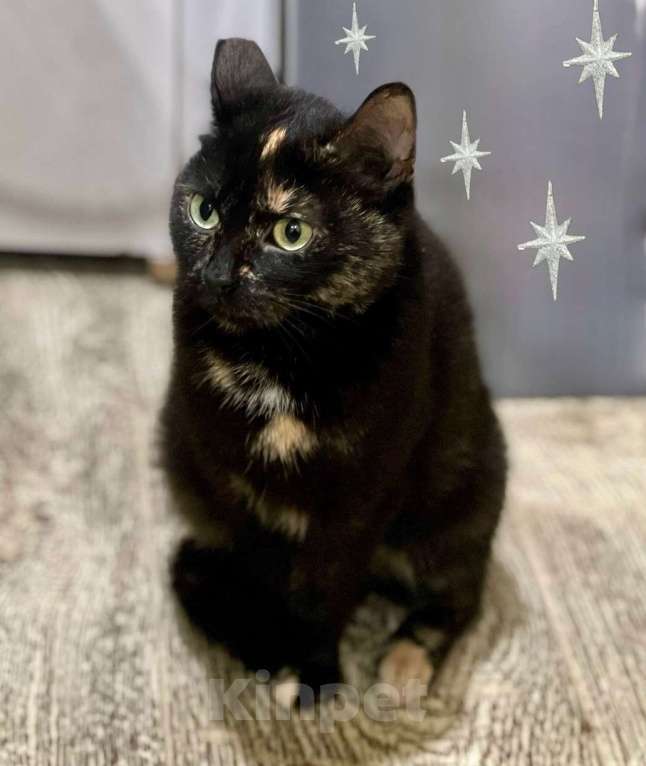Кошки в Санкт-Петербурге: Кошечка подросток Глашенька.  Девочка, Бесплатно - фото 3