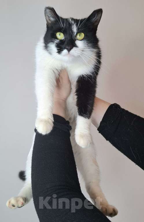 Кошки в Москве: Кошка с необычными ушками в добрые руки Девочка, Бесплатно - фото 5