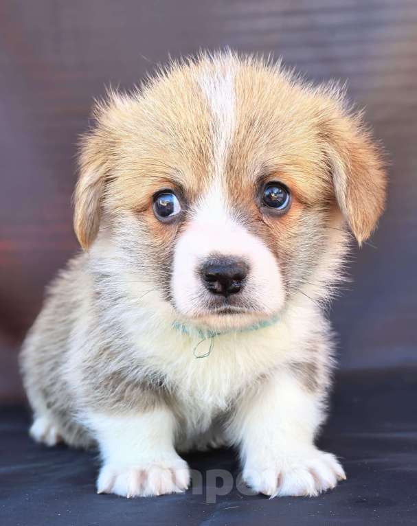 Собаки в Москве: Мальчик вельш корги пемброк Мальчик, 60 000 руб. - фото 3
