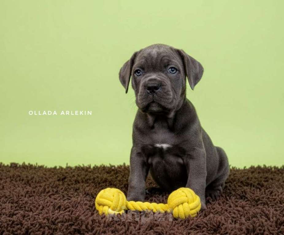 Собаки в Москве: Кане корсо серый мальчик.  Мальчик, 100 000 руб. - фото 1