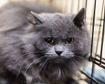 Кошки в Москве: Пушистая красавица Артемида в добрые руки. Девочка, Бесплатно - фото 3