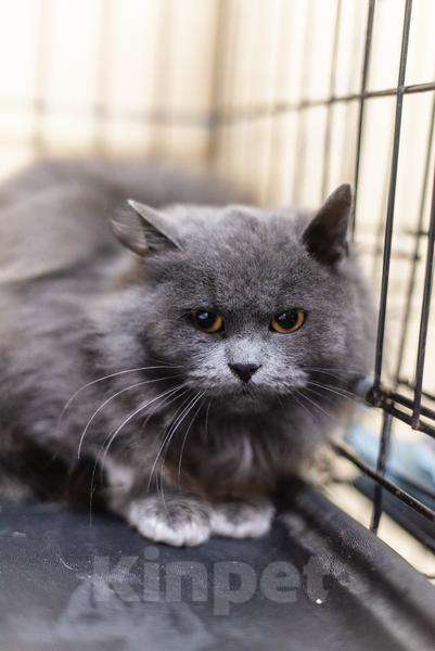 Кошки в Москве: Пушистая красавица Артемида в добрые руки. Девочка, Бесплатно - фото 3