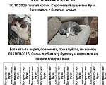 Кошки в Иркутске: Потерялся кот Мальчик, 1 000 руб. - фото 1