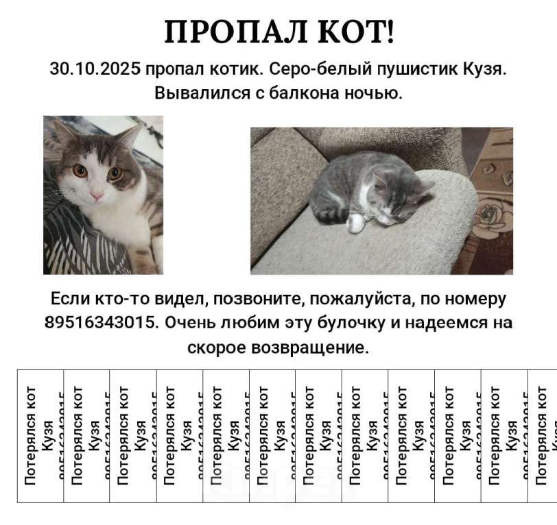 Кошки в Иркутске: Потерялся кот Мальчик, 1 000 руб. - фото 1