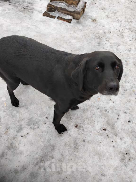 Собаки в Рязани: Отдам в добрые руки Лабрадора Девочка, 1 руб. - фото 2