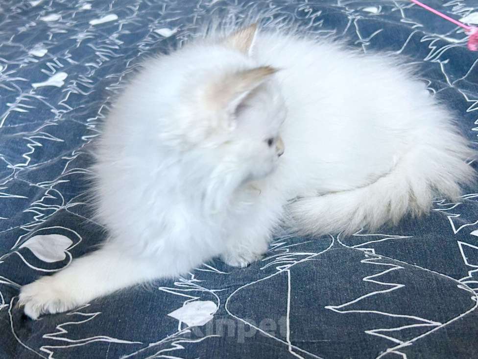 Кошки в Москве: Красавицы кошечки , снежное золото  Девочка, 22 000 руб. - фото 9