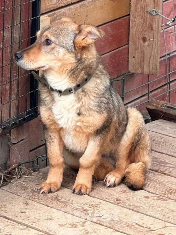 Собаки в Санкт-Петербурге: Небольшая домашняя собачка ищет дом Девочка, Бесплатно - фото 4