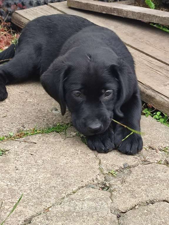 Собаки в Костроме: Щенки Лабрадора чёрные Девочка, 30 000 руб. - фото 3