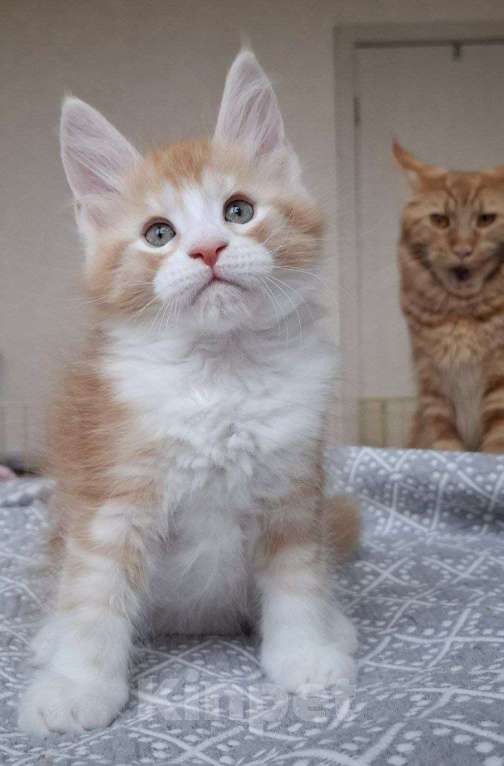 Кошки в Геленджике: Продаётся котёнок мейн-кун, мальчик, яркий рыжий окрас d 03 22, из питомника EdenLight (Геленджик) Мальчик, Бесплатно - фото 5