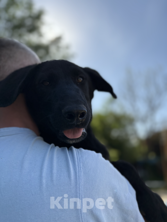 Собаки в других городах Краснодарского края: Уникальный щенок «ризеновчарик» мальчик Джекки  Мальчик, 1 000 руб. - фото 2