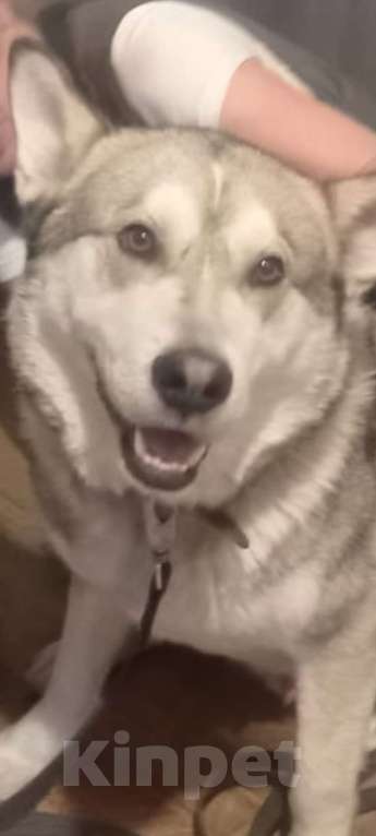 Собаки в Новосибирске: Найден в Стрижах 25.06 Мальчик, Бесплатно - фото 2