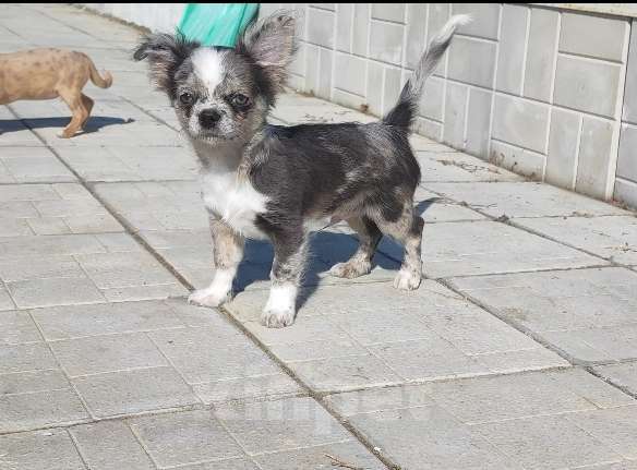 Собаки в Саратове: Красавчик Чихуахуа Мальчик, Бесплатно - фото 7