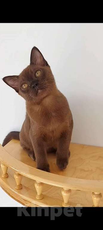 Кошки в Белгороде: Бурманская оболиная кошечка Девочка, 70 000 руб. - фото 1