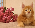 Кошки в Санкт-Петербурге: крупный ласковый котёнок Амур Мальчик, 50 000 руб. - фото 4