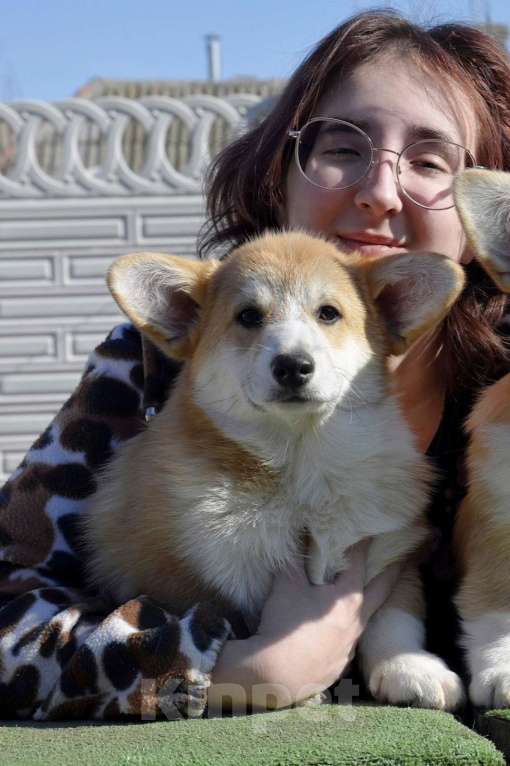 Собаки в Симферополе: Девочка корги Девочка, 100 000 руб. - фото 2