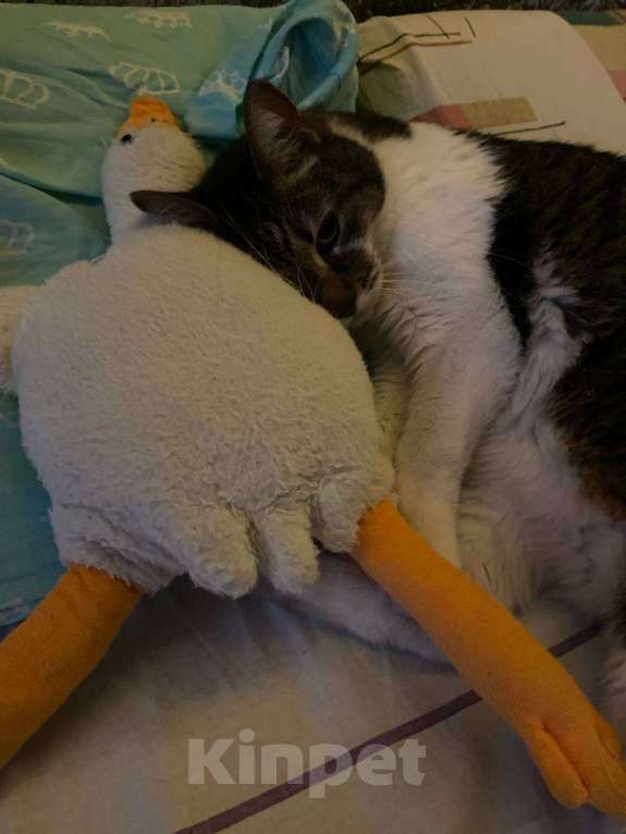 Кошки в Санкт-Петербурге: Отдам кота на передержку Мальчик, Бесплатно - фото 1